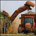 A6_sugarcane